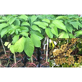 Mua Cây giống BÒN BON (DÂU DA THÁI LAN) siêu sai quả - Cây giống F1