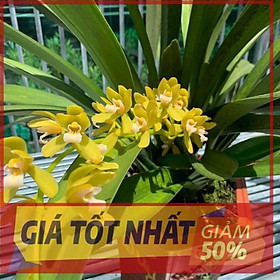 Lan kiếm Hoàng Long chuẩn giống cam kết chất lượng
