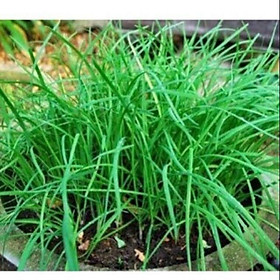 Mua Hạt giống hẹ ta