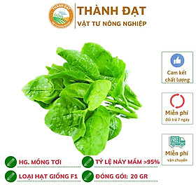 Mua Hạt giống rau mồng tơi cao sản F1-trồng quanh năm