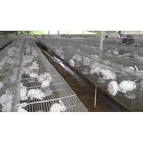 Lồng nuôi thỏ sinh sản công nghiệp
