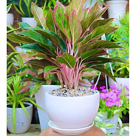 Mua Chậu cây phú quý để bàn