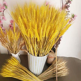 Mua Bó 100 bông hoa lúa mạch vàng decor trang trí nhà cửa siêu đẹp. Sét 100 bông hoa lúa mạch
