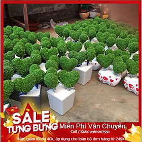 Mua HG10D Hạt Giống Cỏ May Mắn - 100 Hạt
