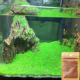 Mua Hạt Giống Thủy Sinh - Cây Trân Châu Lá Nhỏ ( nảy mầm 100% ) gói 10g