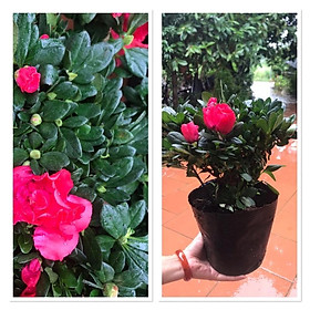 Mua chậu đỗ quyên màu đỏ đang nụ hoa đường kính ( gửi cây y hình )