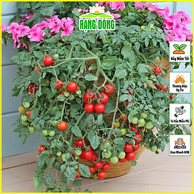 Mua Hạt giống Cà Chua Bi Lùn - Hạt giống Rạng Đông