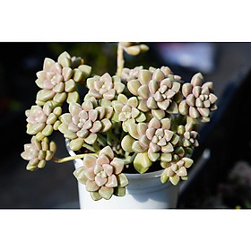 Mua SEN ĐÁ KIM TUYẾN CHẬU TRUNG GỐC THỤ BAO ĐẸP NHƯ HÌNH
