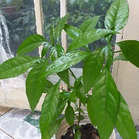 Mua Cây hoàn ngọc trắng