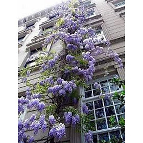 Mua cây giống hoa tử đằng thân gỗ nguyên bầu siêu đẹp  siêu hoa  cam kết giống chuẩn