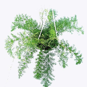 CÂY THIÊN MÔN ĐÔNG -VỊ THUỐC QUÝ