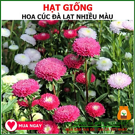 Mua Gói 1gram Hạt Giống Hoa Cúc Đà Lạt Nhiều Màu