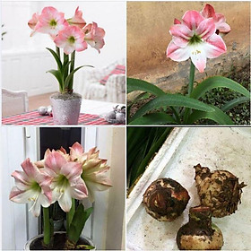 Mua Củ hoa lan huệ hoa hồng đào