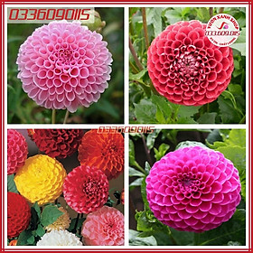 30 Hạt giống hoa cúc thược dược tổ ong mix nhiều màu ngẫu nhiên - hạt tuyển chọn loại 1