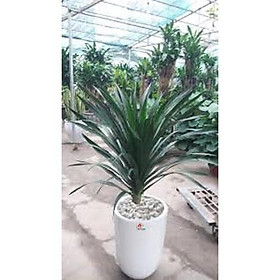 Mua CÂY PHÁT TÀI NÚI NHANH SIÊU SIÊU ĐẸP CHUẨN GIỐNG