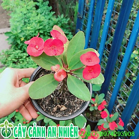 Hình ảnh Xương Rồng Bát Tiên Mini