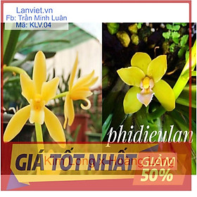 Hoa lan kiếm, lan kiếm hoàng long lai kim long