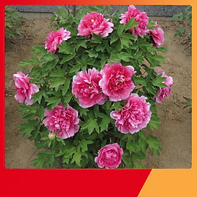 Mua Hạt Giống Hoa Mẫu Đơn Kép Mix - Nảy Mầm Cực Chuẩn