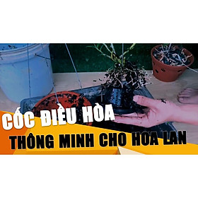 Mua Đế lót chậu Trồng lan  điều hòa nhiệt cho cây Hoa Lan giữ độ ẩm  mát cây  hạn chế tưới cây 