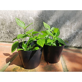 Mua Chậu cây giống lá cẩm tím và cam đỏ
