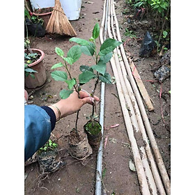Táo Lùn Đỏ F1 tặng 2 cây chè xanh