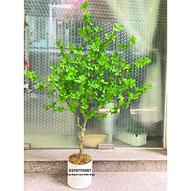 Mua Cây thạch nam thân nhựa 140cm  ảnh thật do shop chụp. Cây giả decor trang trí nhà cửa nội thất phòng khách phòng ngủ