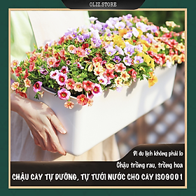 Chậu nhựa trồng cây A207. Chậu trồng cây tự dưỡng 2 lớp, có chức năng tự hút nước cho cây