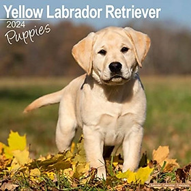 Sách - Yellow Labrador Puppies Calendar 2024  Square Dog Puppy Breed Wall Calendar - 16 Mont by  (UK edition, paperback)