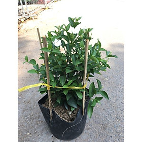 Cây Bạch Thiên Hương