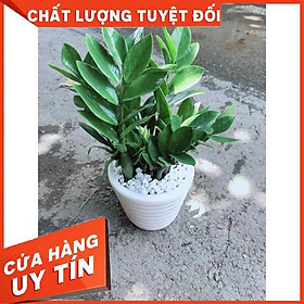 Mua Chậu Kim Tiền Nhiều Người Mua