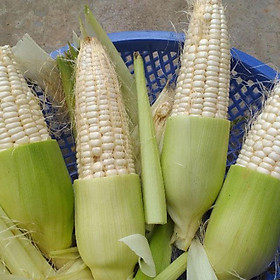 Mua HẠT GIỐNG BẮP ( NGÔ ) - NẾP TÍM  NẾP NÙ TRẮNG  NẾP VÀNG NGỌT