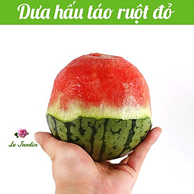Hạt giống Dưa Hấu Táo Đỏ  - Sinh trưởng mạnh