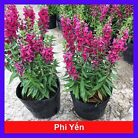 Cây Hoa Phi Yến - cây cảnh đẹp