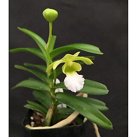 Mua hoa phong lan cù lao minh