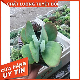 Sen đá cánh bướm kèm chậu sứ Nhiều Người Mua