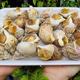 500g ốc Bulot Pháp size 20-30 con kg