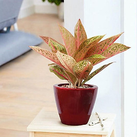 CHẬU CÂY THỊNH VƯỢNG,LOÀI CÂY SANG TRỌNG, QUÝ PHÁI, VƯỢNG TÀI LỘC CHO GIA CHỦ