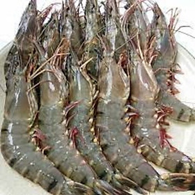 Tôm Sú Tươi Sống - 1KG