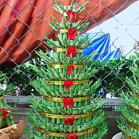 Mua Cây Trúc Phát Tài 9 Tầng Kèm Đĩa