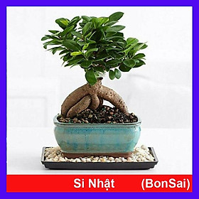 Mua Cây Bonsai Si Nhật - cây cảnh bonsai - cây cảnh để bàn