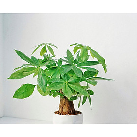 Cây kim ngân 1 củ tặng chậu men