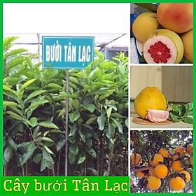 Mua Cây giống bưởi đỏ Tân Lạc ( vỏ vàng ruột đỏ)