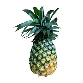 Dứa mật 1.6kg