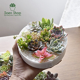 Mua Sen đá size mini (sen vỉ) 3-5 cm các loại - soenshop