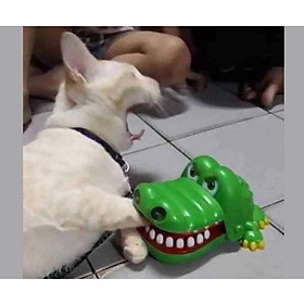 Đồ chơi xả stress cho chó mèo, cho thú cưng và bạn - Thử vận may khám răng cá sấu cắn tay siêu vui