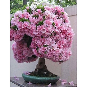 Mua COM BO 3 CÂY GIỐNG HOA ĐỖ QUYÊN NHẬT BẢN ĐỦ MÀU(10 MÀU)