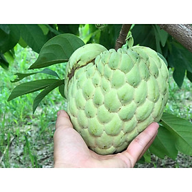 Mua CÂY GIỐNG NA THÁI LAN quả to SIÊU NGON