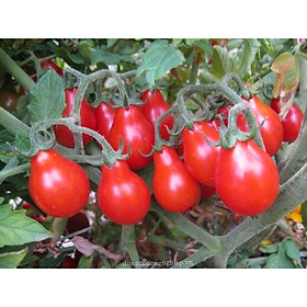 Hạt Giống Cà Chua Quả Lê Đỏ - 20 hạt ĐẾN MÙA TRỒNG TẾT