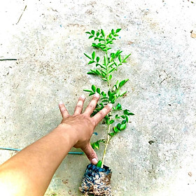 Cây nguyết quế lá nhỏ giống cao 40 cm