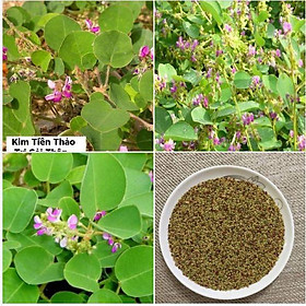 Hạt giống Kim tiền thảo ( cây dược liệu ) 50 hạt/gói